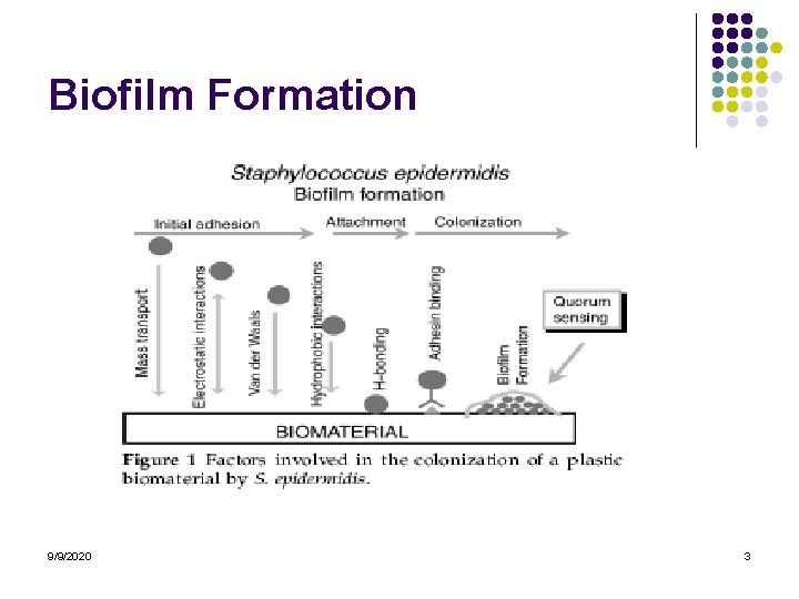 Biofilm Formation 9/9/2020 3 