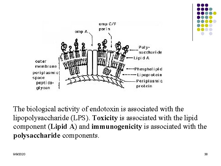 The biological activity of endotoxin is associated with the lipopolysaccharide (LPS). Toxicity is associated