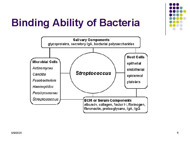 Binding Ability of Bacteria 9/9/2020 5 