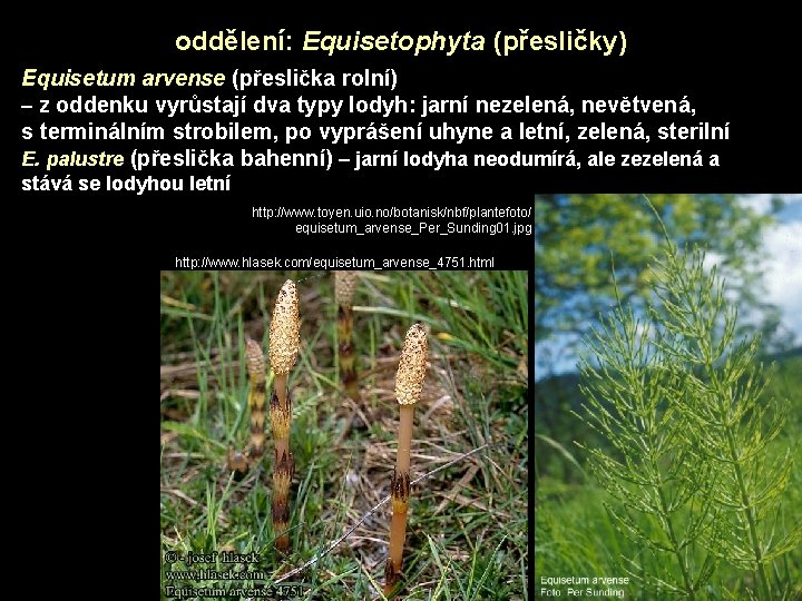 oddělení: Equisetophyta (přesličky) Equisetum arvense (přeslička rolní) – z oddenku vyrůstají dva typy lodyh: