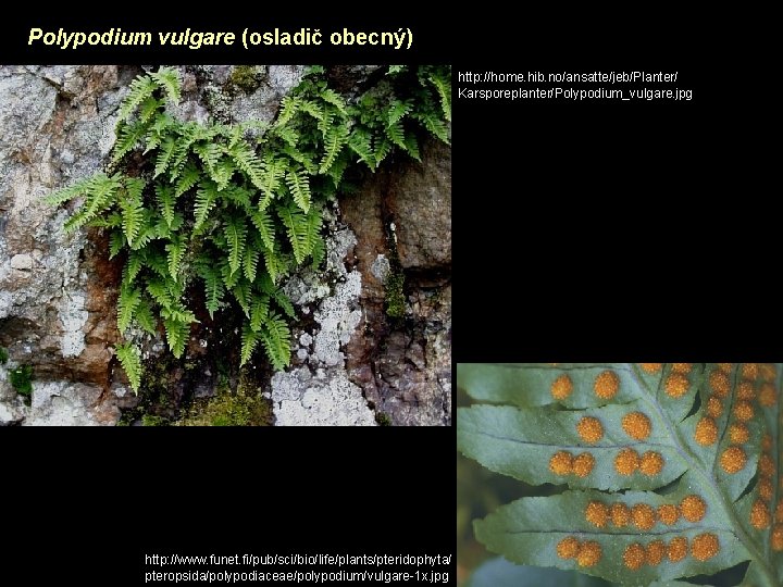 Polypodium vulgare (osladič obecný) http: //home. hib. no/ansatte/jeb/Planter/ Karsporeplanter/Polypodium_vulgare. jpg http: //www. funet. fi/pub/sci/bio/life/plants/pteridophyta/