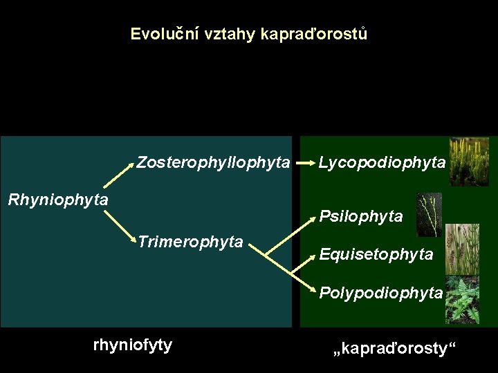 Evoluční vztahy kapraďorostů Zosterophyllophyta Rhyniophyta Lycopodiophyta Psilophyta Trimerophyta Equisetophyta Polypodiophyta rhyniofyty „kapraďorosty“ 