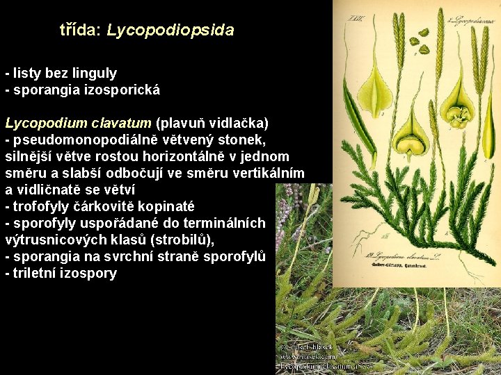 třída: Lycopodiopsida - listy bez linguly - sporangia izosporická Lycopodium clavatum (plavuň vidlačka) -