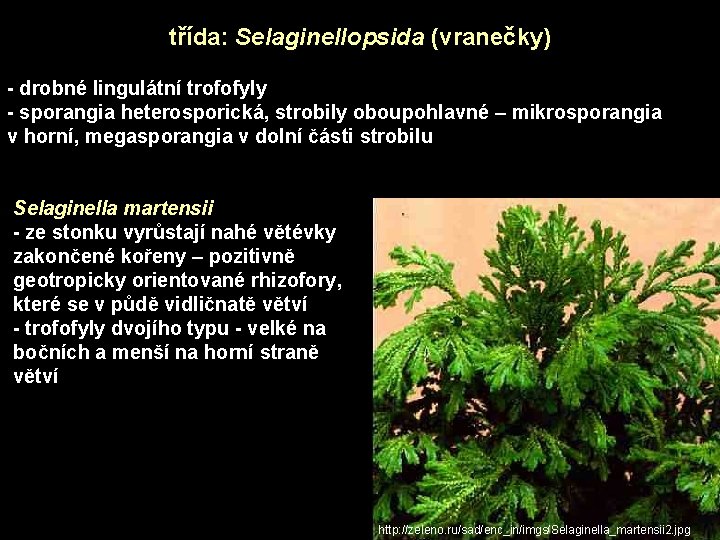 třída: Selaginellopsida (vranečky) - drobné lingulátní trofofyly - sporangia heterosporická, strobily oboupohlavné – mikrosporangia