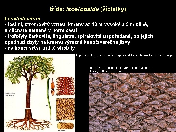 třída: Isoëtopsida (šídlatky) Lepidodendron - fosilní, stromovitý vzrůst, kmeny až 40 m vysoké a