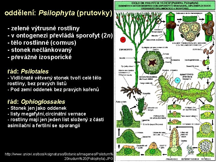 oddělení: Psilophyta (prutovky) - zelené výtrusné rostliny - v ontogenezi převládá sporofyt (2 n)