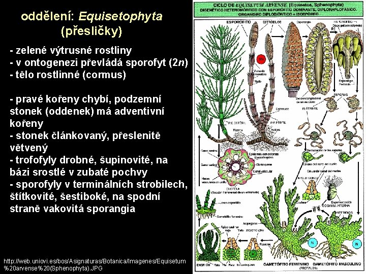 oddělení: Equisetophyta (přesličky) - zelené výtrusné rostliny - v ontogenezi převládá sporofyt (2 n)