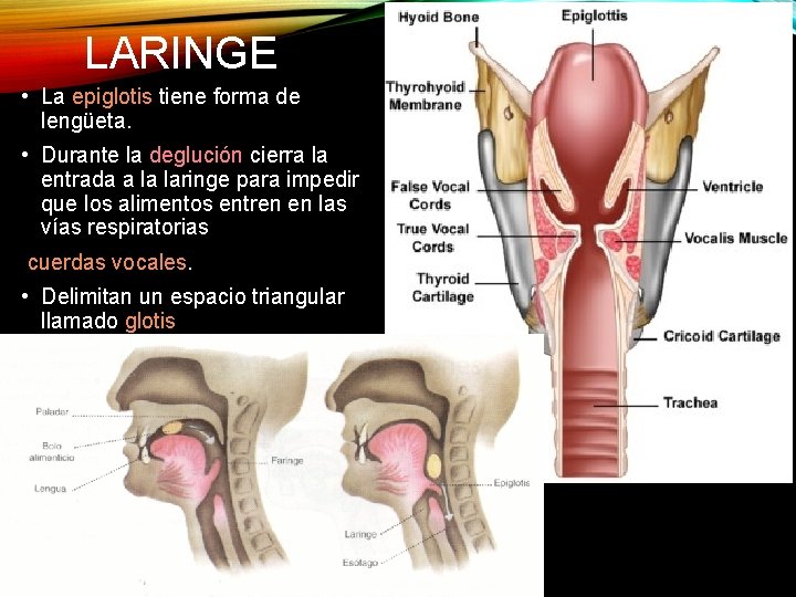 LARINGE • La epiglotis tiene forma de lengüeta. • Durante la deglución cierra la