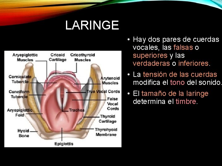 LARINGE • Hay dos pares de cuerdas vocales, las falsas o superiores y las