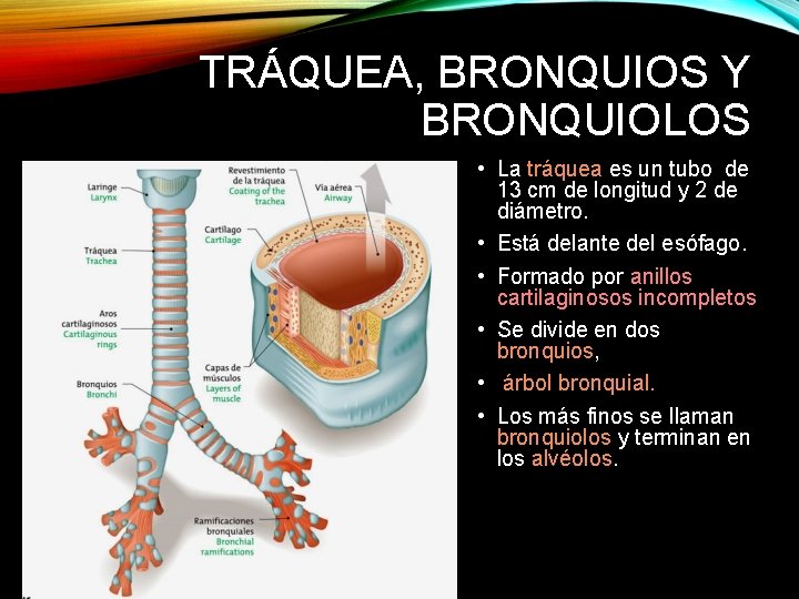 TRÁQUEA, BRONQUIOS Y BRONQUIOLOS • La tráquea es un tubo de 13 cm de TRÁQUEA, BRONQUIOS Y BRONQUIOLOS • La tráquea es un tubo de 13 cm de