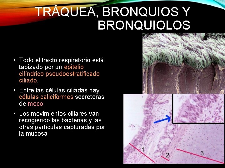 TRÁQUEA, BRONQUIOS Y BRONQUIOLOS • Todo el tracto respiratorio está tapizado por un epitelio