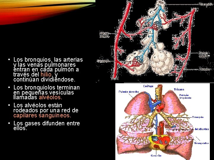 PULMONES • Los bronquios, las arterias y las venas pulmonares entran en cada pulmón
