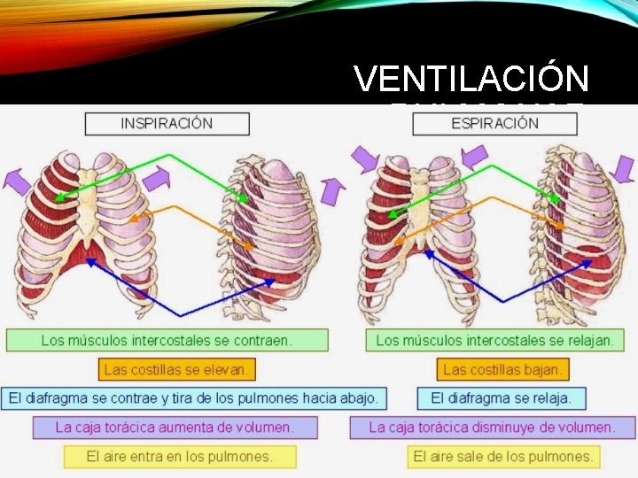 VENTILACIÓN PULMONAR 