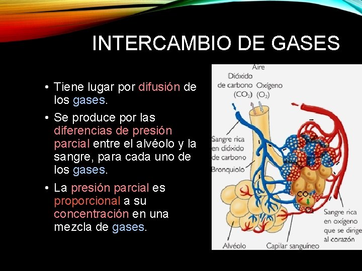 INTERCAMBIO DE GASES • Tiene lugar por difusión de los gases. • Se produce