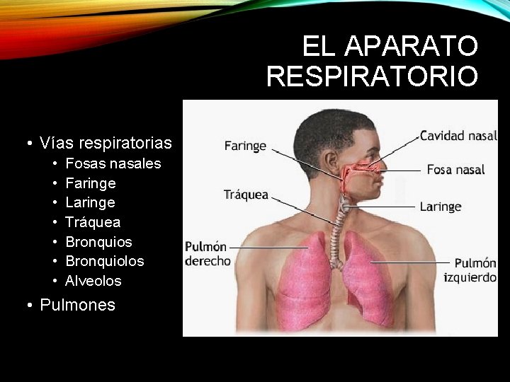 EL APARATO RESPIRATORIO • Vías respiratorias • • Fosas nasales Faringe Laringe Tráquea Bronquios