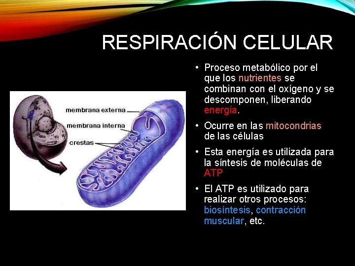 RESPIRACIÓN CELULAR • Proceso metabólico por el que los nutrientes se combinan con el