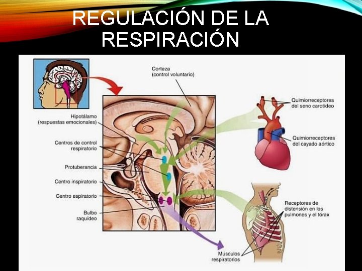 REGULACIÓN DE LA RESPIRACIÓN 