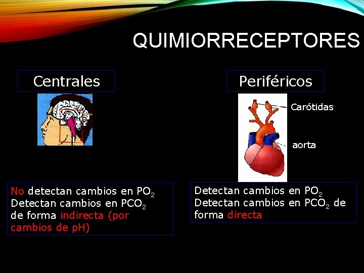 QUIMIORRECEPTORES Centrales Periféricos Carótidas aorta No detectan cambios en PO 2 Detectan cambios en
