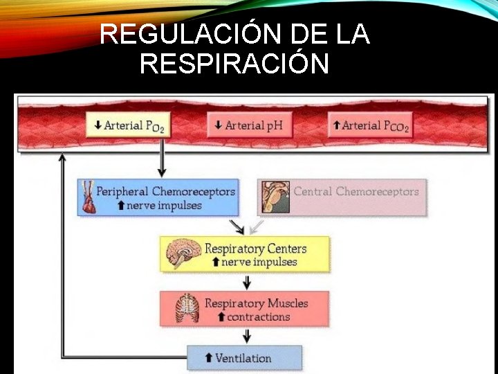 REGULACIÓN DE LA RESPIRACIÓN 