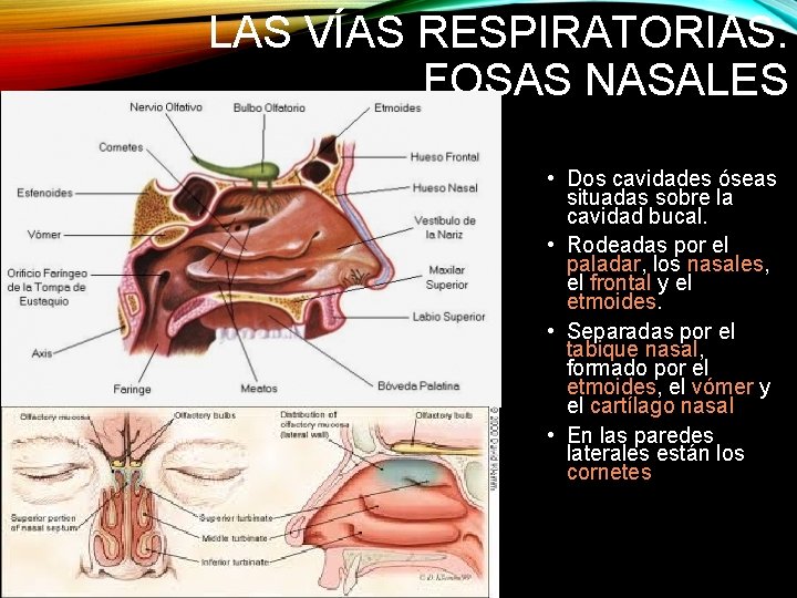 LAS VÍAS RESPIRATORIAS: FOSAS NASALES • Dos cavidades óseas situadas sobre la cavidad bucal.