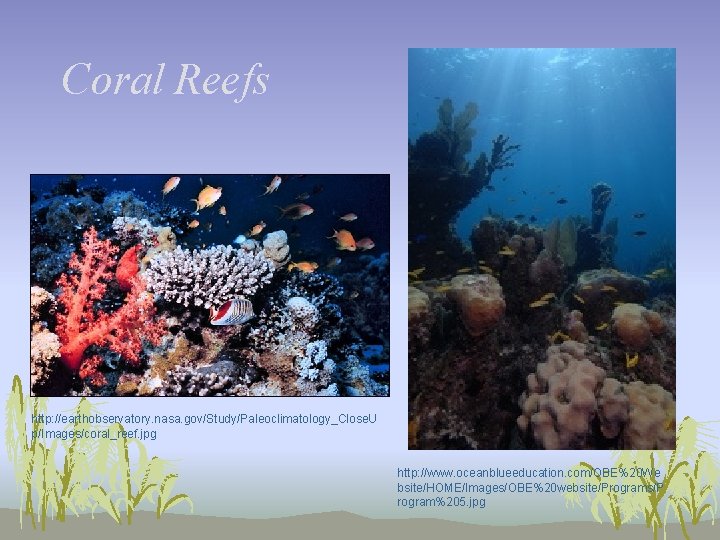 Coral Reefs http: //earthobservatory. nasa. gov/Study/Paleoclimatology_Close. U p/Images/coral_reef. jpg http: //www. oceanblueeducation. com/OBE%20 We