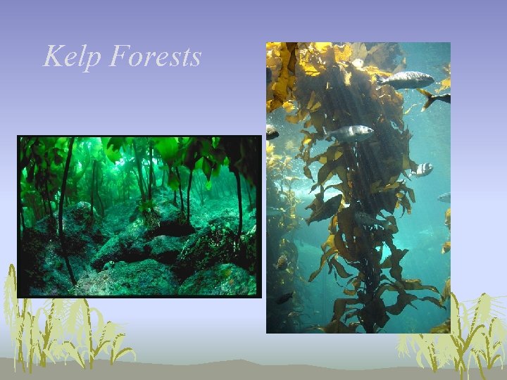 Kelp Forests 