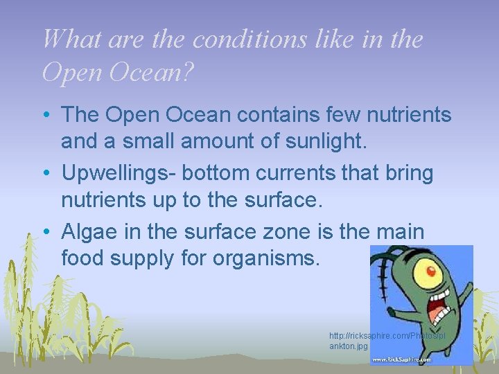 What are the conditions like in the Open Ocean? • The Open Ocean contains