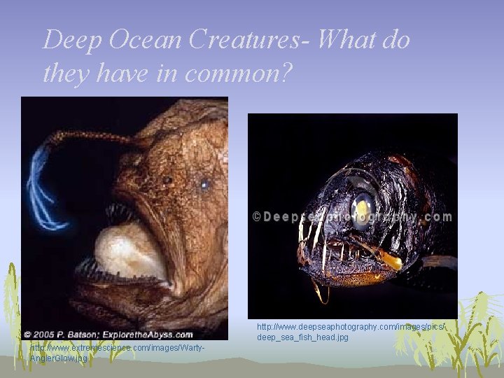 Deep Ocean Creatures- What do they have in common? http: //www. deepseaphotography. com/images/pics/ deep_sea_fish_head.