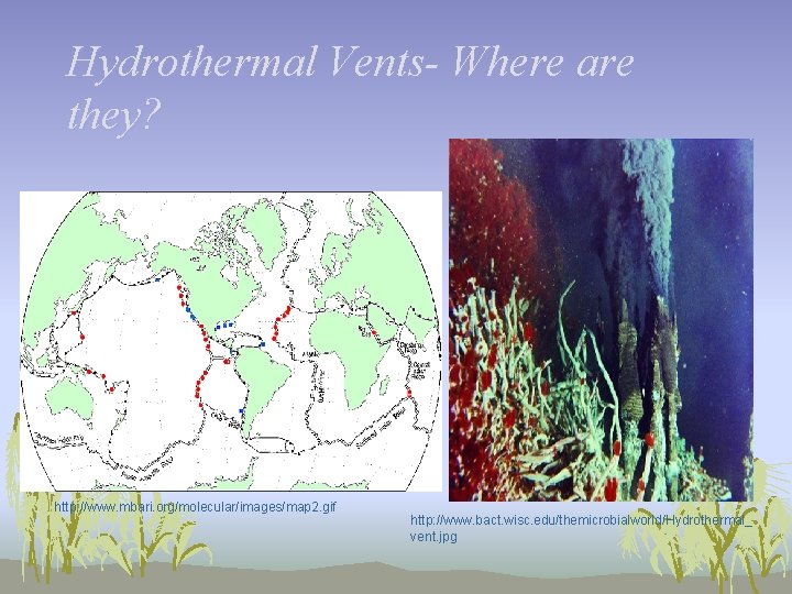 Hydrothermal Vents- Where are they? http: //www. mbari. org/molecular/images/map 2. gif http: //www. bact.