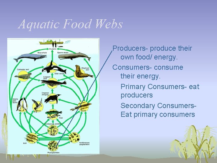 Aquatic Food Webs Producers- produce their own food/ energy. Consumers- consume their energy. Primary