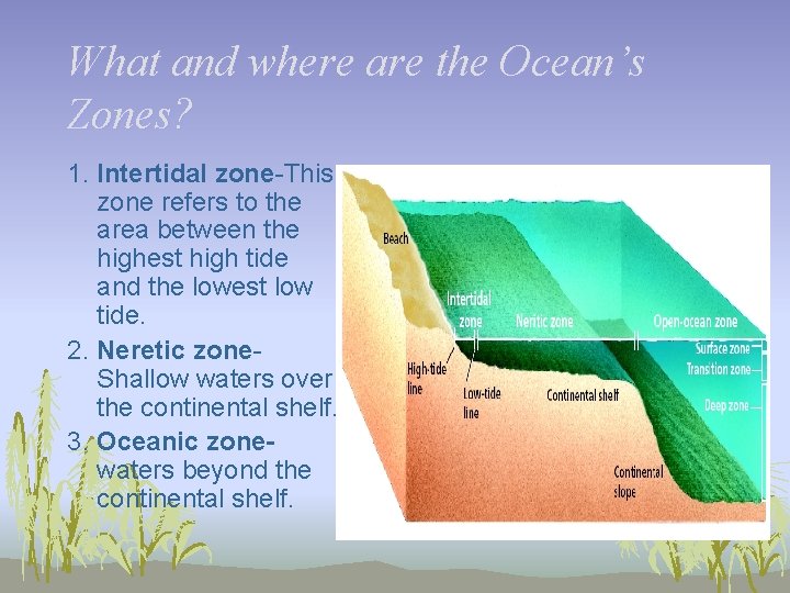 What and where are the Ocean’s Zones? 1. Intertidal zone-This zone refers to the