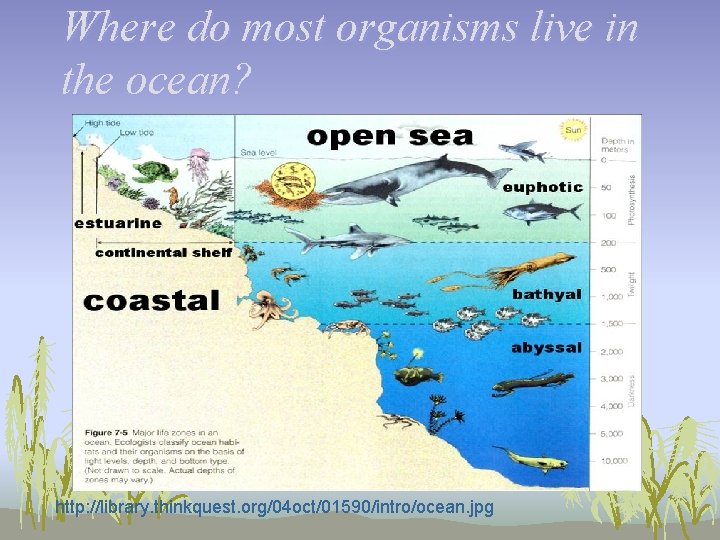 Where do most organisms live in the ocean? http: //library. thinkquest. org/04 oct/01590/intro/ocean. jpg