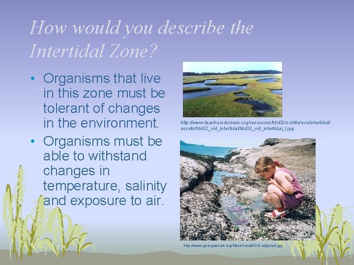 How would you describe the Intertidal Zone? • Organisms that live in this zone