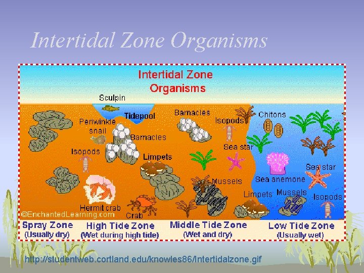 Intertidal Zone Organisms http: //studentweb. cortland. edu/knowles 86/Intertidalzone. gif 
