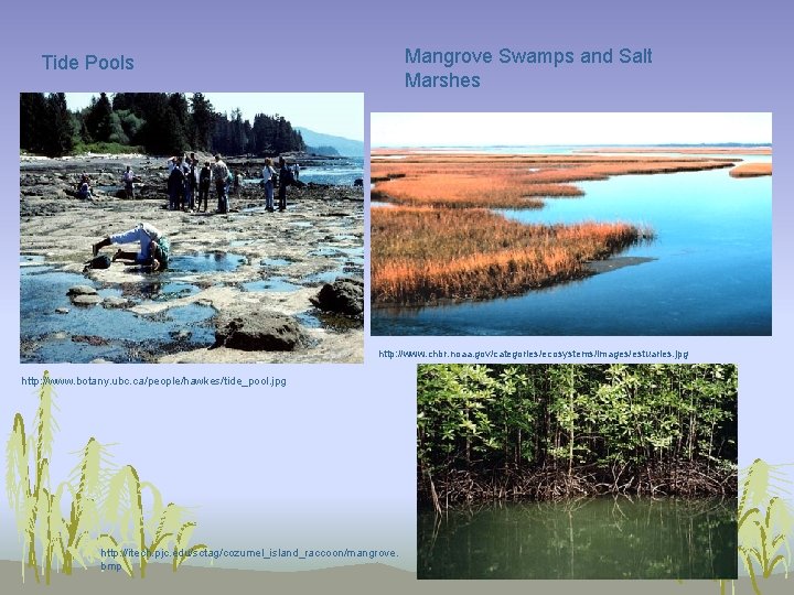 Mangrove Swamps and Salt Marshes Tide Pools http: //www. chbr. noaa. gov/categories/ecosystems/images/estuaries. jpg http: