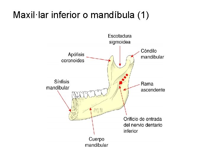 Maxil·lar inferior o mandíbula (1) 