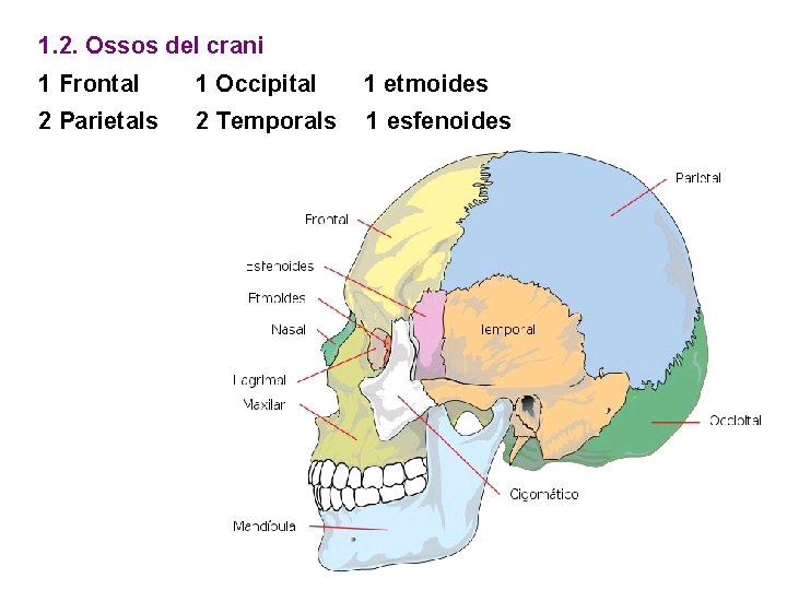 1. 2. Ossos del crani 1 Frontal 1 Occipital 1 etmoides 2 Parietals 2