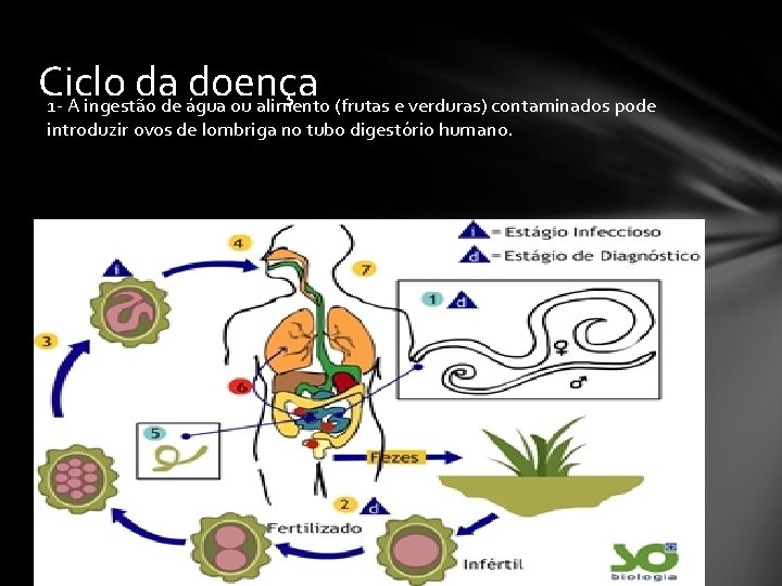 Ciclo da doença 1 - A ingestão de água ou alimento (frutas e verduras)