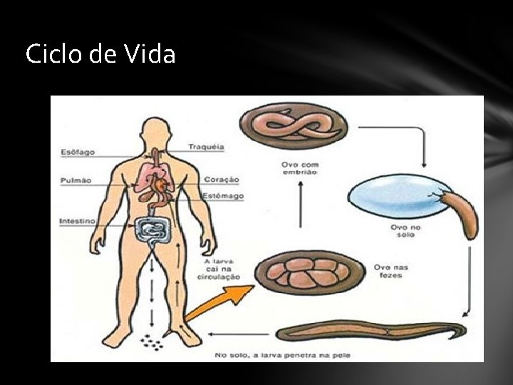 Ciclo de Vida 