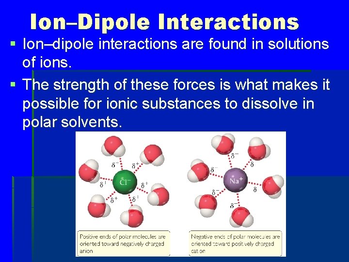 Ion–Dipole Interactions § Ion–dipole interactions are found in solutions of ions. § The strength