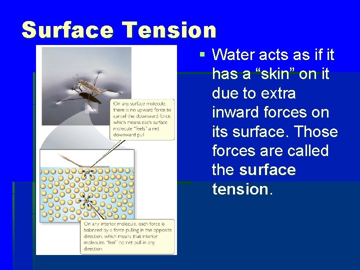 Surface Tension § Water acts as if it has a “skin” on it due