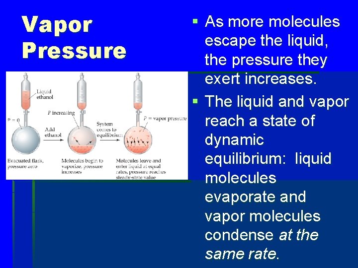 Vapor Pressure § As more molecules escape the liquid, the pressure they exert increases.