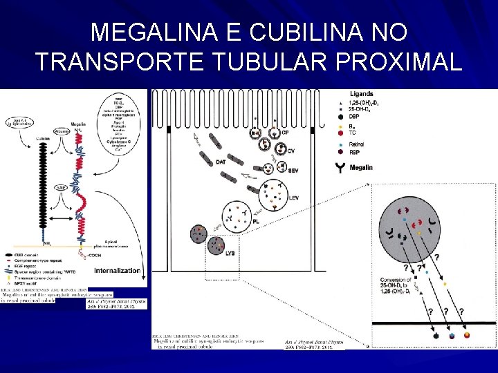 MEGALINA E CUBILINA NO TRANSPORTE TUBULAR PROXIMAL 