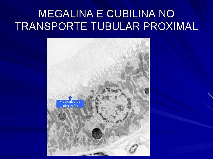 MEGALINA E CUBILINA NO TRANSPORTE TUBULAR PROXIMAL Vesículas de absorção 