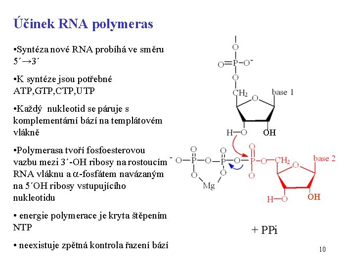 Účinek RNA polymeras • Syntéza nové RNA probíhá ve směru 5´→ 3´ • K