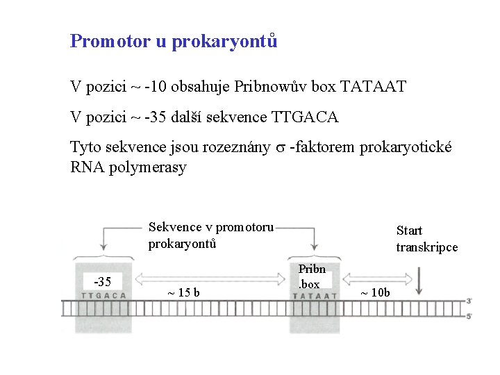 Promotor u prokaryontů V pozici ~ -10 obsahuje Pribnowův box TATAAT V pozici ~