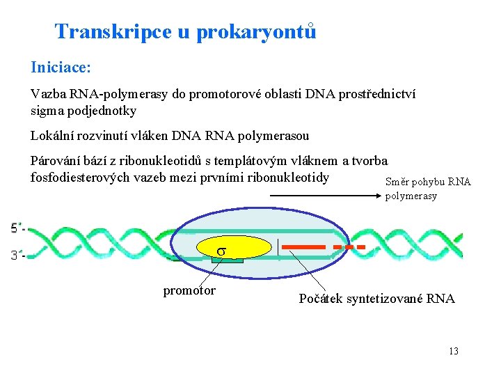 Transkripce u prokaryontů Iniciace: Vazba RNA-polymerasy do promotorové oblasti DNA prostřednictví sigma podjednotky Lokální