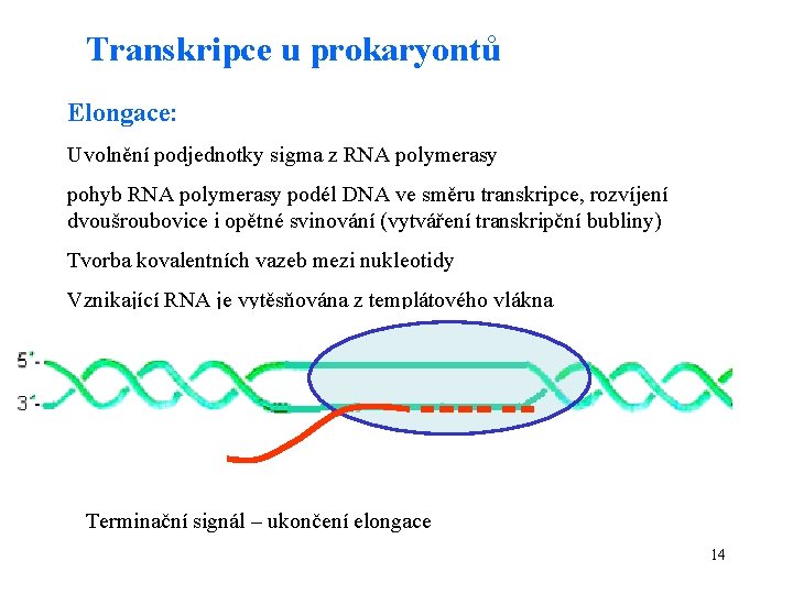 Transkripce u prokaryontů Elongace: Uvolnění podjednotky sigma z RNA polymerasy pohyb RNA polymerasy podél