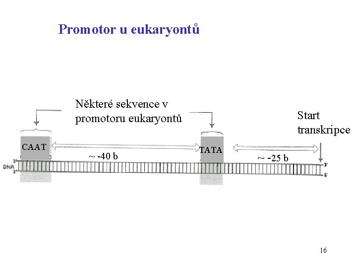 Promotor u eukaryontů Některé sekvence v promotoru eukaryontů CAAT ~ -40 b Start transkripce