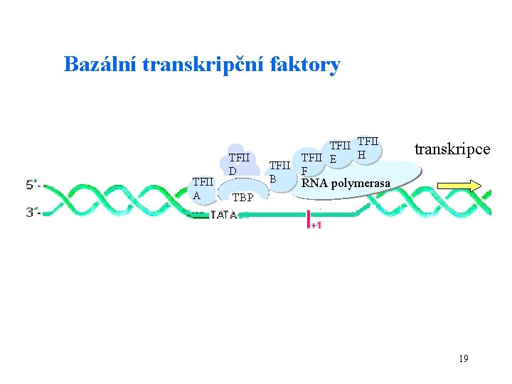 Bazální transkripční faktory TFII A TFII D TBP TFII B TFII H TFII E